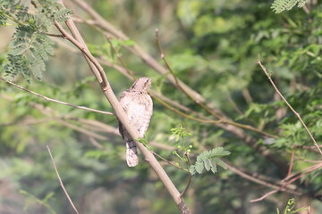 Euresian Wryneck