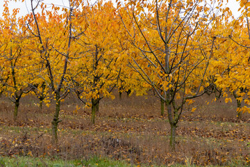Fototapeta premium beautiful cherry trees in the orchard in the autumn season