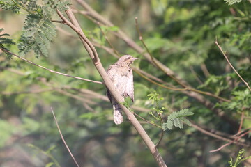 Euresian Wryneck
