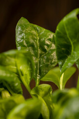 a piece of green spices fresh and fragrant for cooking