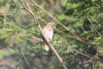 Euresian Wryneck