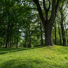 deciduous maple trees and other trees in the park in sunny weather, landscape