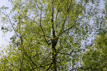 green new foliage of deciduous trees in sunny weather