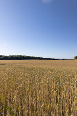 a wheat field with a new harvest of cereals at sunset