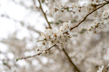 A branch of a tree with white flowers. The branch is thin and has a few leaves