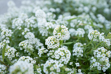Pequeñas florecitas blancas en un macetero
