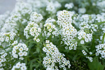 Pequeñas florecitas blancas en un macetero