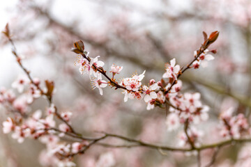A branch of a tree with pink flowers. The flowers are small and are scattered along the branch