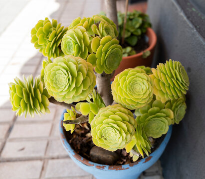 Rosetas de una planta suculenta