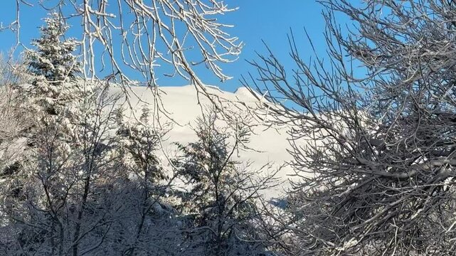 Montagne piene di neve viste attraverso i rami degli alberi