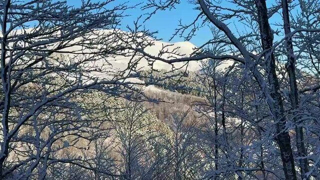 Montagne innevate visibili attraverso i rami degli alberi