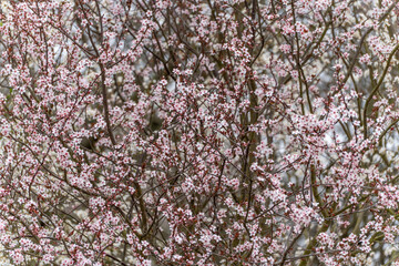 Obraz premium A tree with pink flowers. The flowers are in clusters