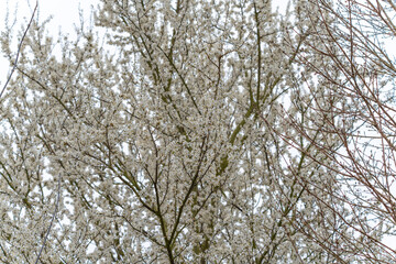 Fototapeta premium A tree with white flowers is in the foreground. The tree is surrounded by other trees. The trees are bare and have no leaves