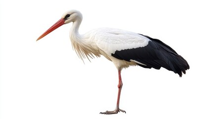 White stork standing in profile with clean white background