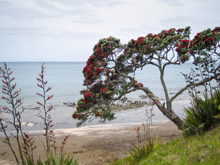 Pohutukawa trees and Native New Zealand Flax (Harakeke) in full bloom. Long Bay. Auckland.