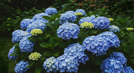 Clusters Of Blue Hydrangeas In Garden