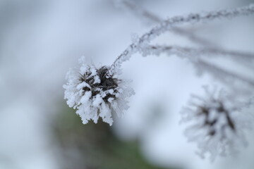 frost on branches