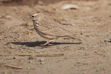Crested Lark