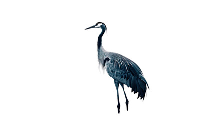 Obraz premium Graceful Crane in Profile: A majestic crane stands tall against a clean backdrop, showcasing its elegant form and striking plumage.