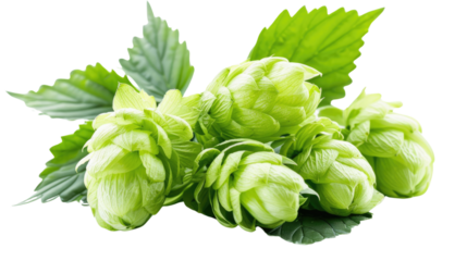 "Fresh Hops Cluster: A close-up view of vibrant green hops and leaves, ready to be brewed into your favorite beverage.