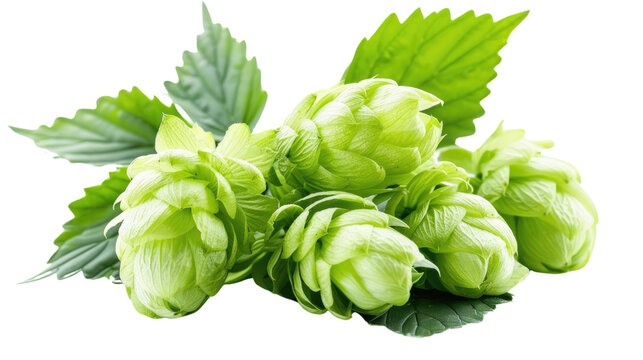 "Fresh Hops Cluster: A close-up view of vibrant green hops and leaves, ready to be brewed into your favorite beverage.
