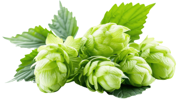 "Fresh Hops Cluster: A close-up view of vibrant green hops and leaves, ready to be brewed into your favorite beverage.