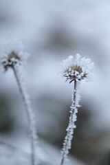 frost on the branches