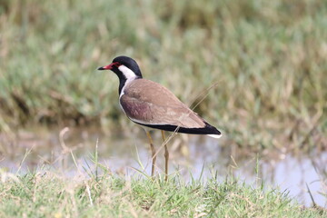 Lapwing 