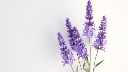 Fototapeta premium A tiny lavender flower clipart with clustered petals and a soft purple hue on a white background.