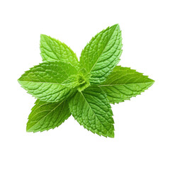 Fresh Mint Leaves on transparent background
