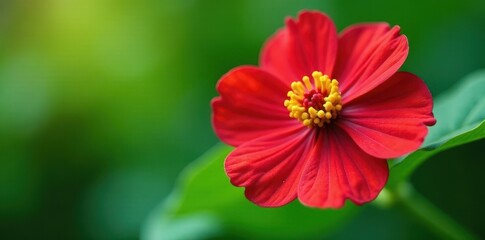 Fototapeta premium Close-up vibrant Jatropha podagrica flower with intricate details on a blurred green foliage background, texture, flower