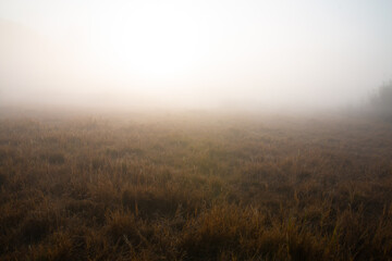 A field of dewy reeds sways gently in the cool morning breeze, reflecting the golden sunrise against the vast and endless sky.

