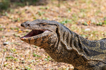 Asian Water Monitor lizard (Varanus salvator) in lake at Lumphini Park, Bangkok, Thailand. Mouth open; grass in the background. 
