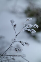 frost on branches