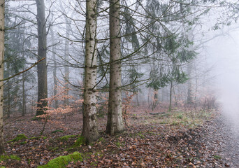 Frostiges Winterwetter im Forst bei Reif und Nebel