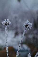 icicles on a brunch