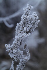 frost on branches