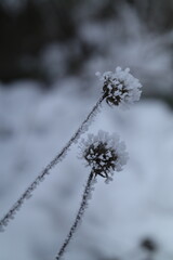 snow covered branches