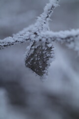 snow covered branches