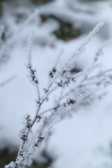 snow covered branches