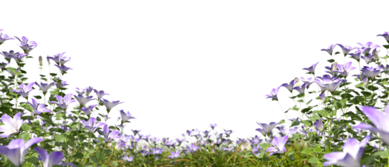 Flowers bushes full ornamental foreground isolate on transparent backgrounds 3d render png