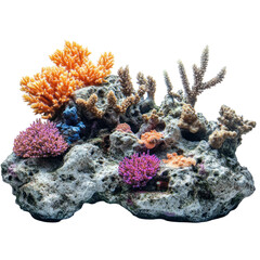 Tropical Coral Art on transparent background