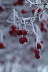 red berries in snow
