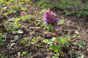 first spring flowers