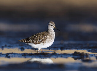 Wood sandpiper (Tringa glareola) feeding in the wetlands in spring.	
