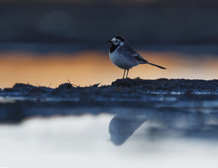 White wagtail (Motacilla alba) feeding in the wetlands in spring.