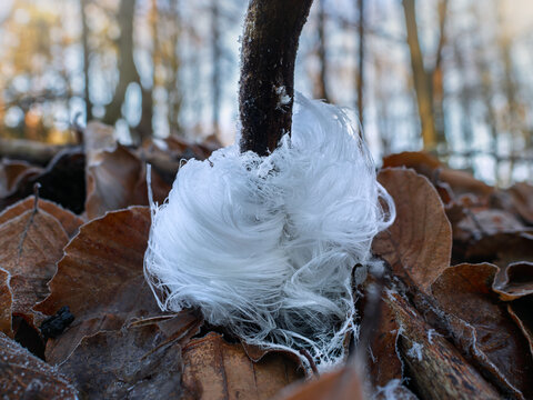 Sehr seltenes schönes Haareis im Wald an Buchenästen 