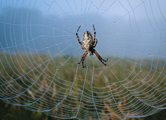 Spinne im Netz auf Feld mit Tautropfen