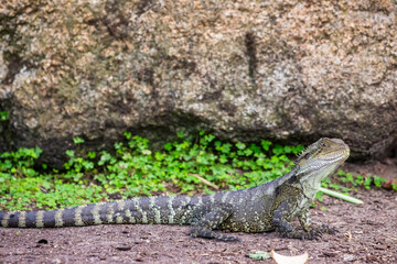 The Australian water dragon (Intellagama lesueurii, formerly Physignathus lesueurii ) is an arboreal agamid species native to eastern Australia from Victoria northwards to Queensland. 