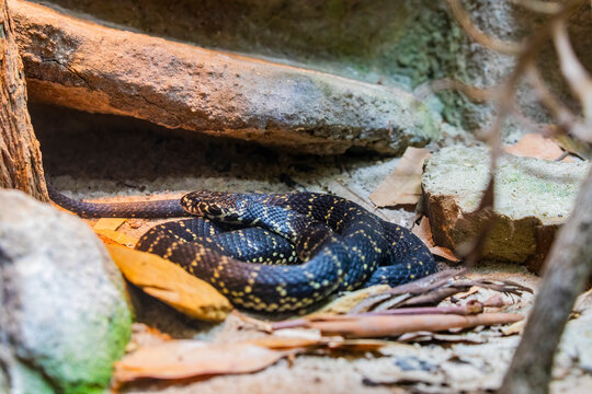 The broad-headed snake (Hoplocephalus bungaroides) is a species of venomous snake in the family Elapidae. The species is restricted to the Sydney Basin in New South Wales, Australia.